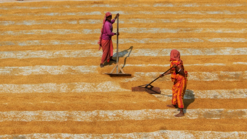 Feminist approaches can make failing food systems fit for the future ...